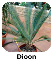 Dioon